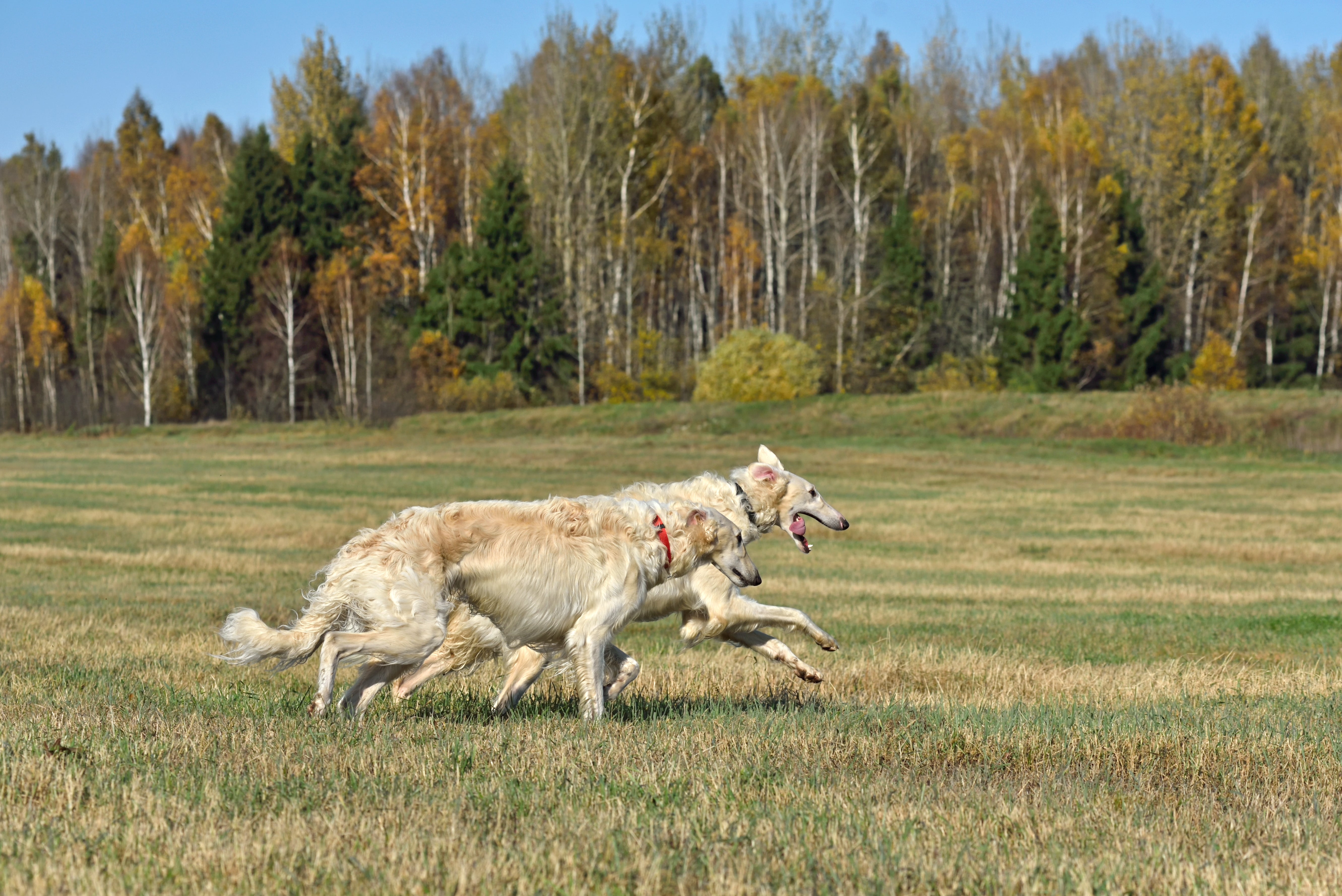 Two light-colored dogs running through a grassy field beside an autumn forest