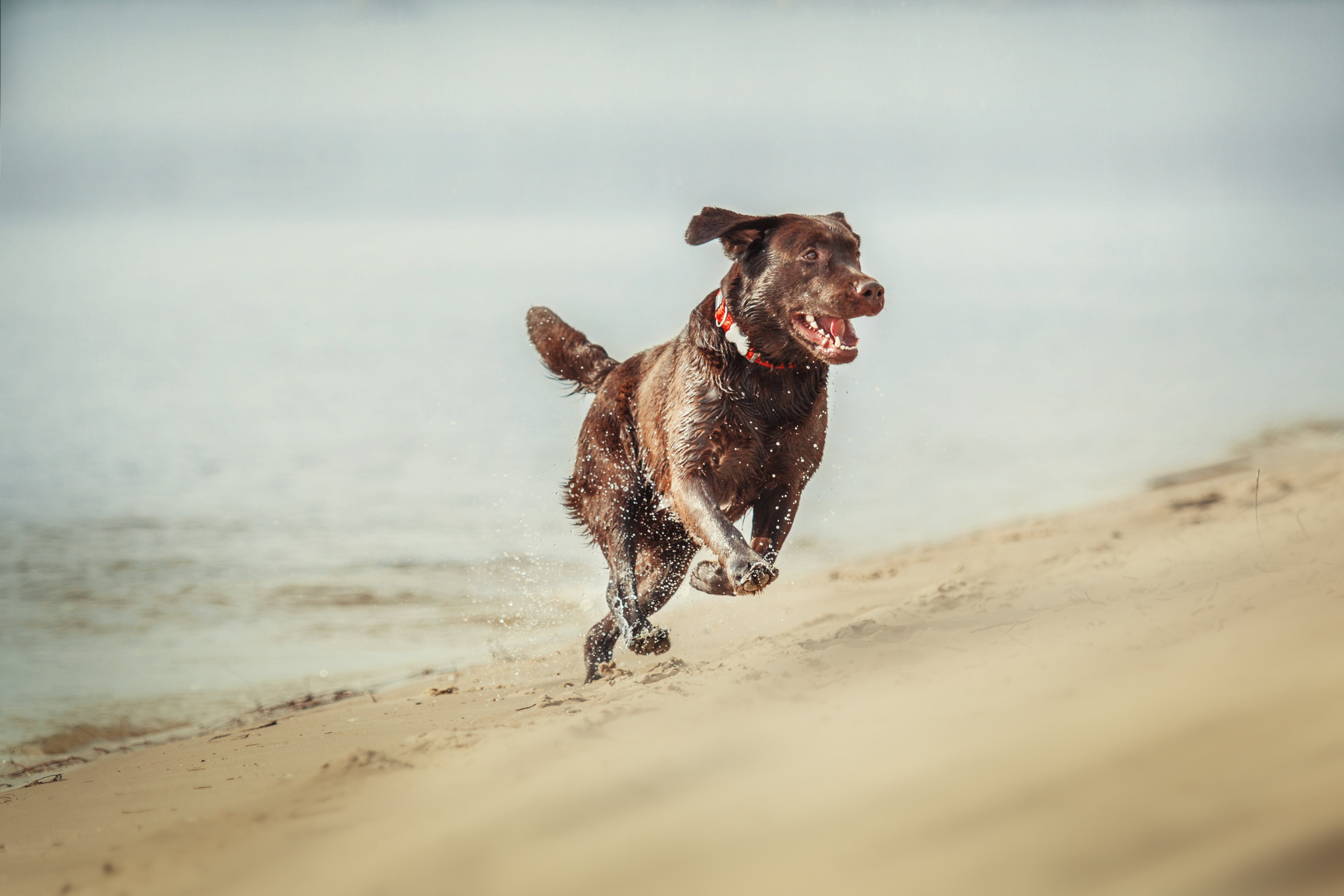 Brown Labrador retriever running through shallow water on a sandy beach