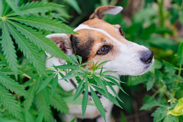 Dog sniffing cannabis plants in a leafy garden