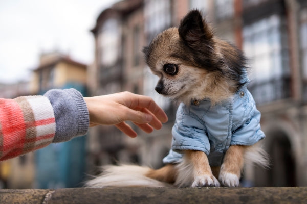 Small Chihuahua in a blue jacket reaching toward an owner’s hand outdoors