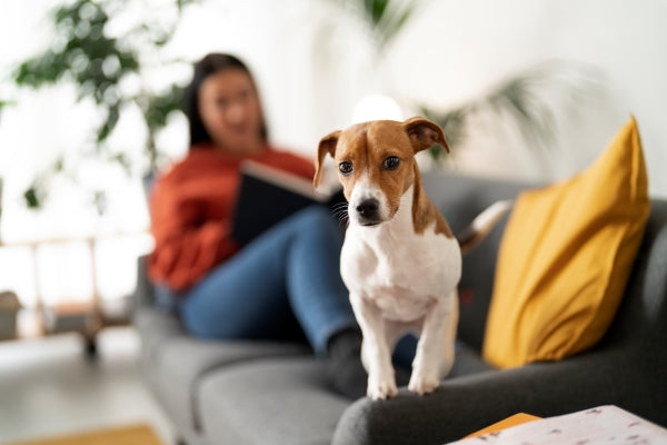 Dog sitting on a sofa with its owner using a laptop in the background