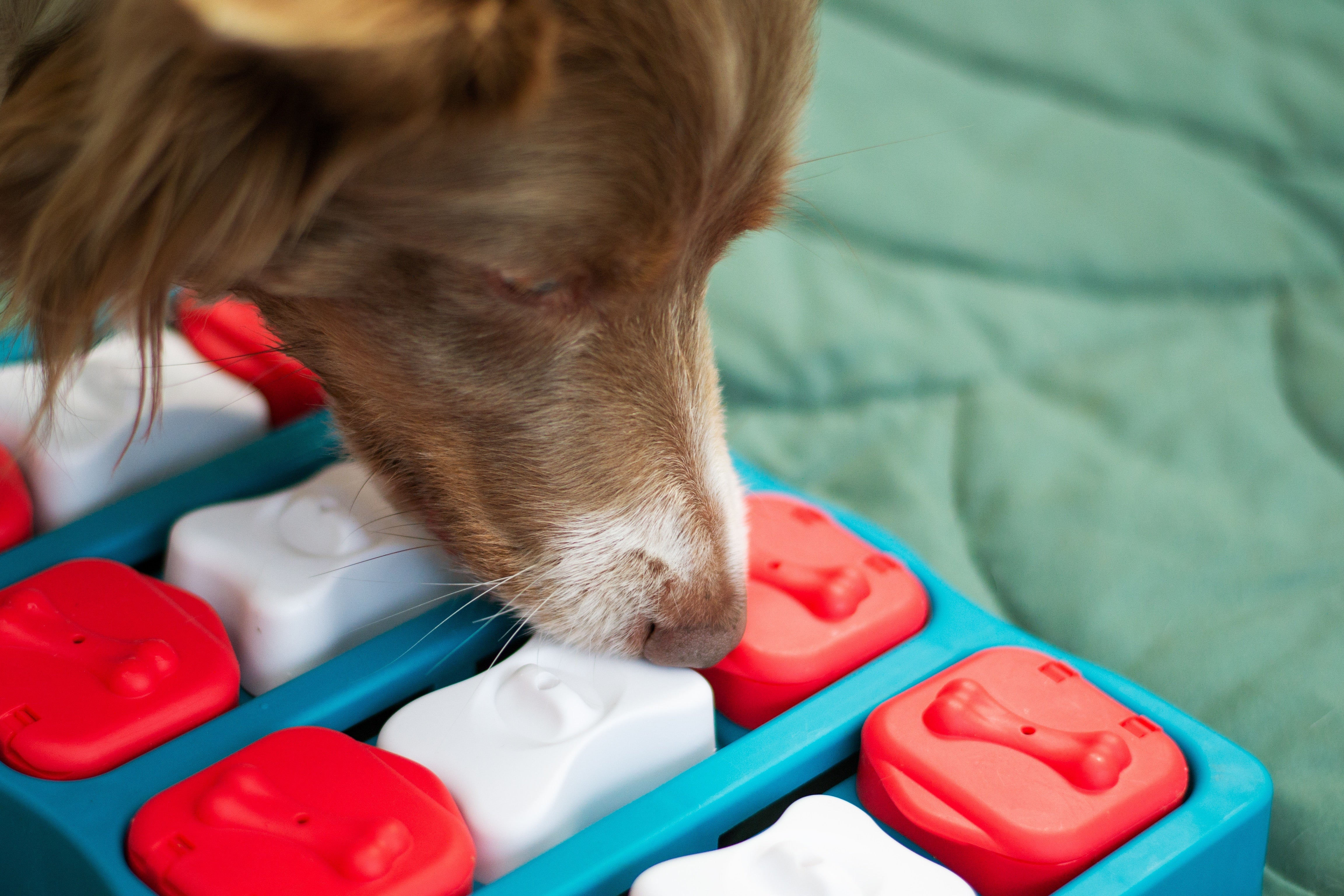 Dog using a red and white puzzle feeder for mental stimulation