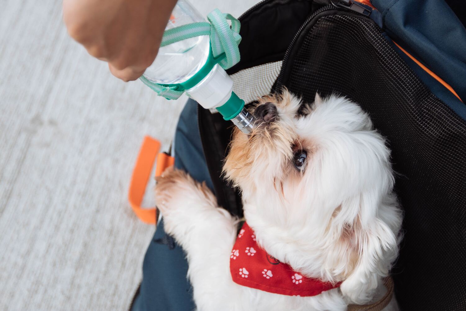 Dog drinking water from a bottle while seated in a pet carrier