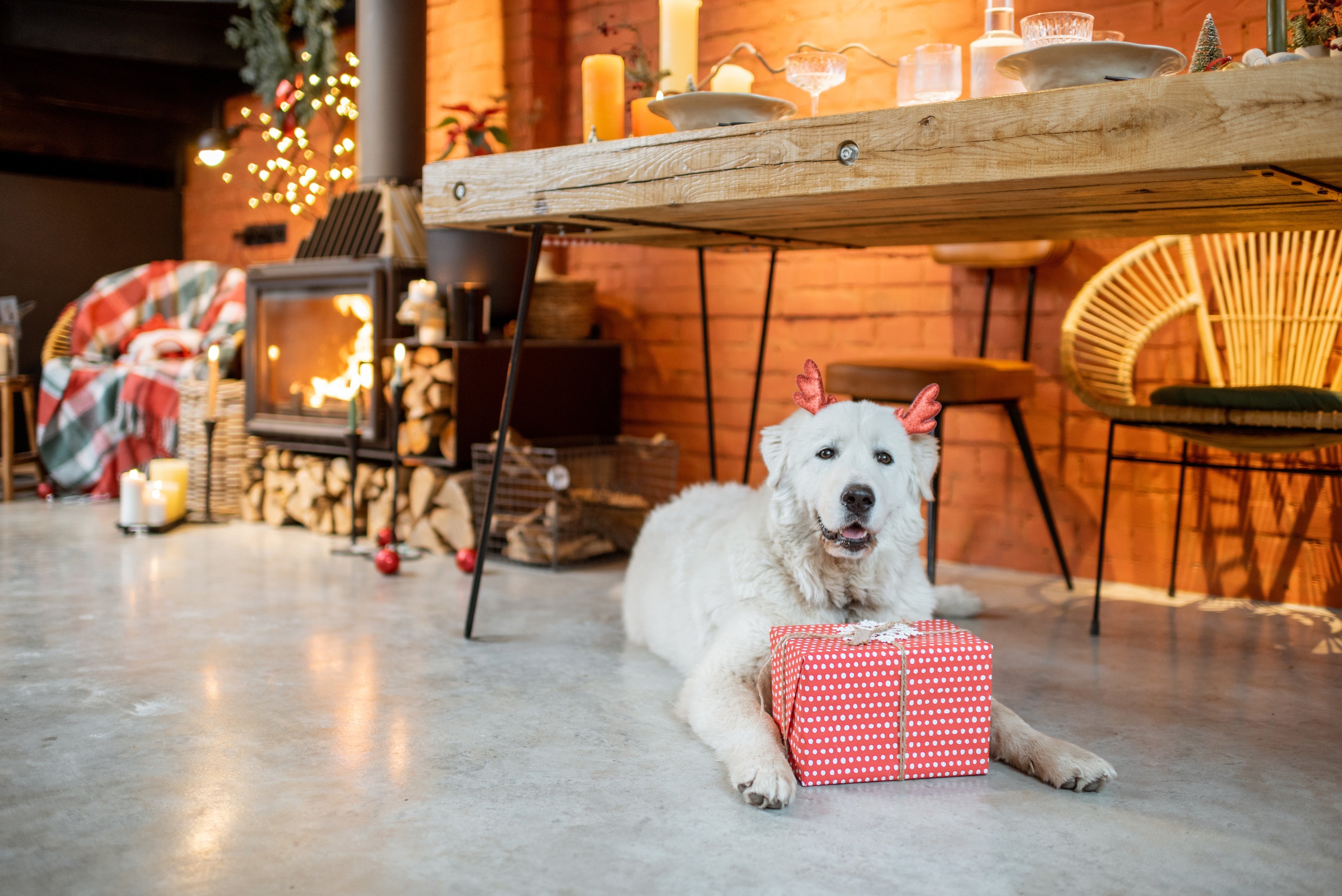 White dog wearing reindeer antlers beside a wrapped gift in a cozy holiday room
