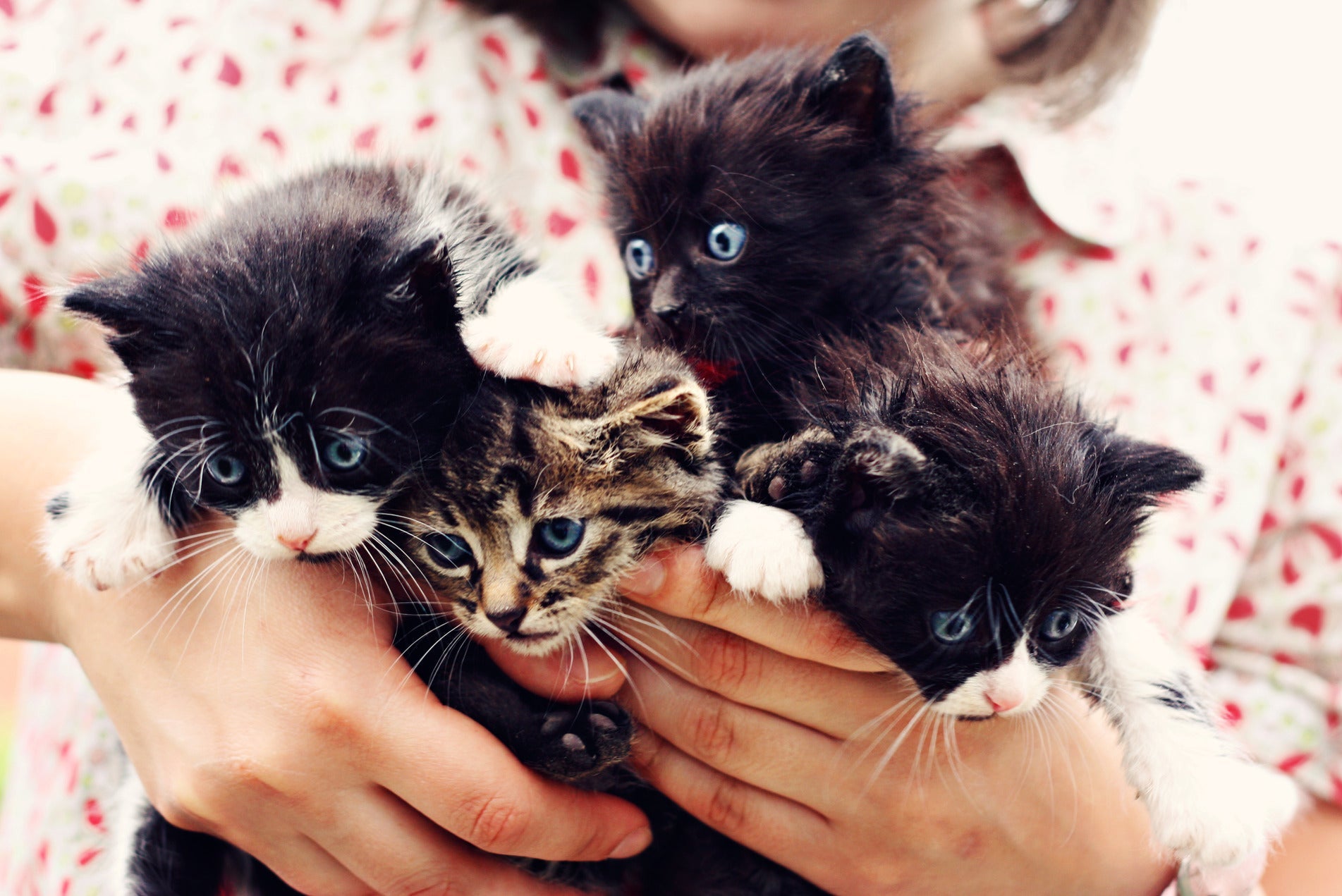 Person holding four kittens with black, white, and tabby fur