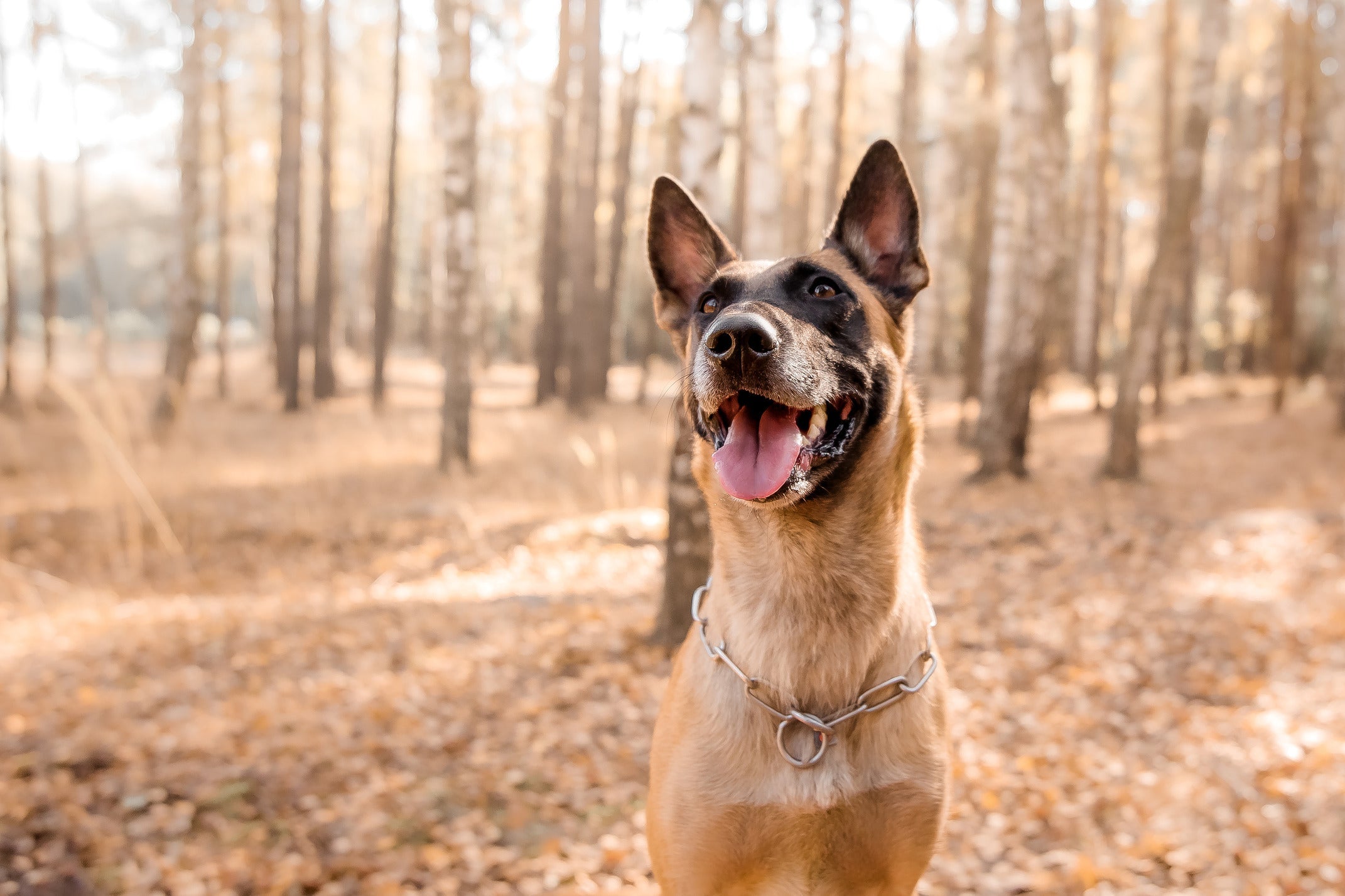 Happy dog standing in a sunlit autumn forest