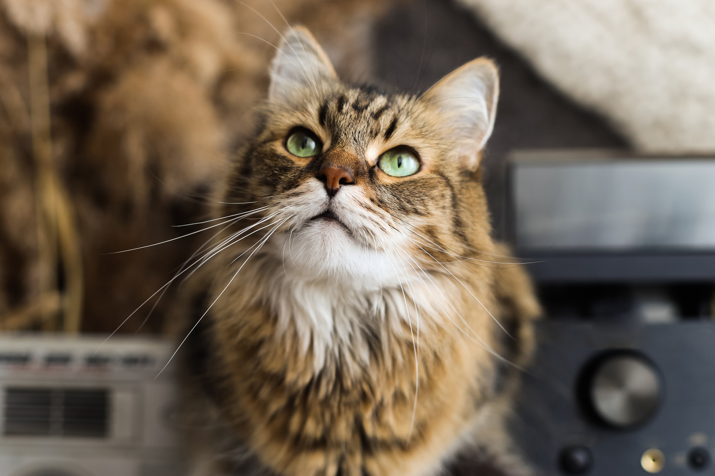 Brown tabby cat sitting indoors with green eyes gazing at the camera