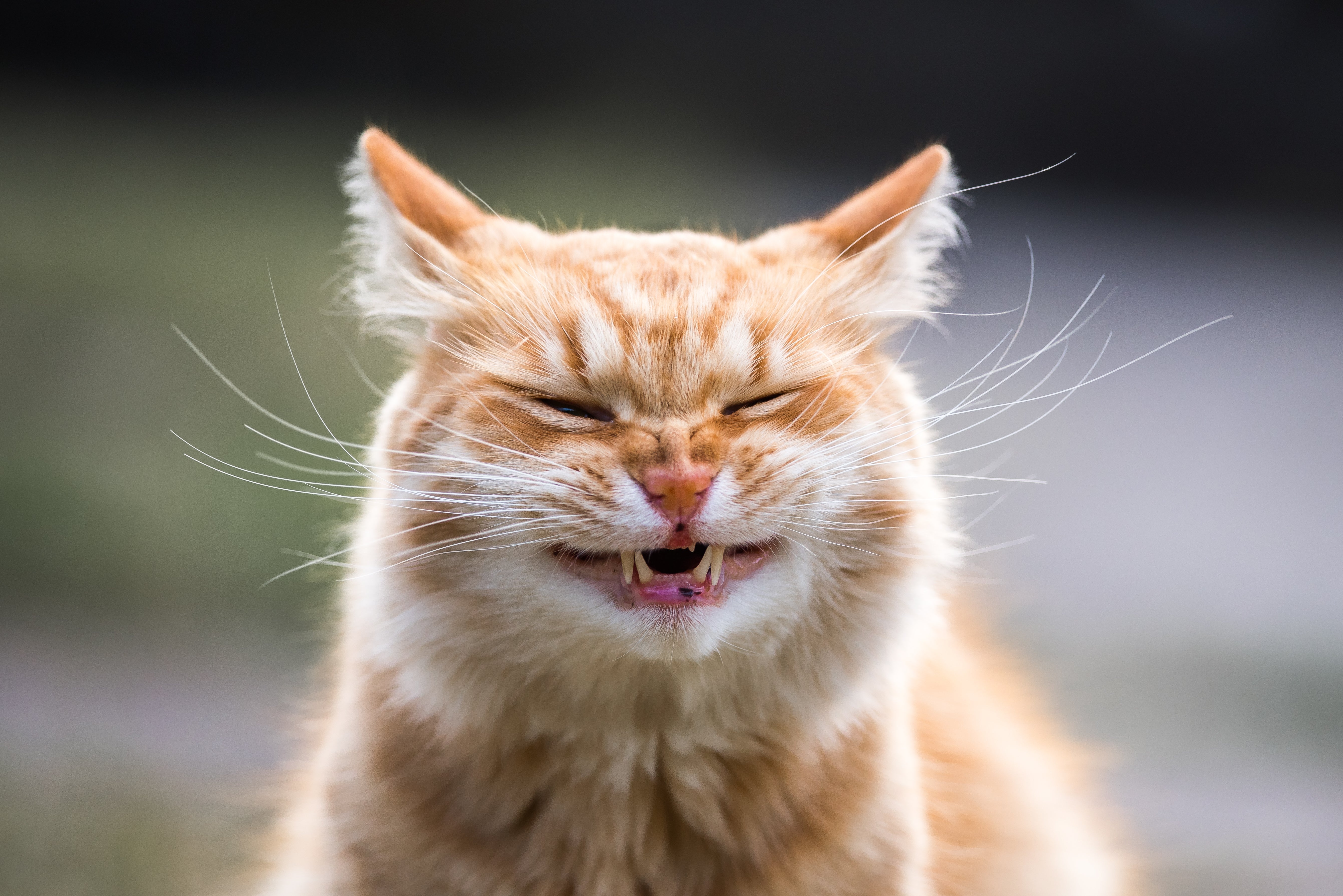 Front view of orange tabby cat appearing to sneeze with eyes closed and mouth open against a blurred background