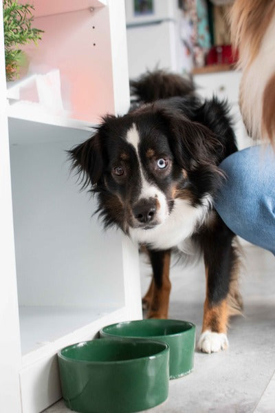 Puppy standing beside two green bowls as a person kneels nearby indoors