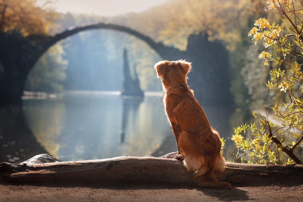 Understanding Dog Urinary Problems