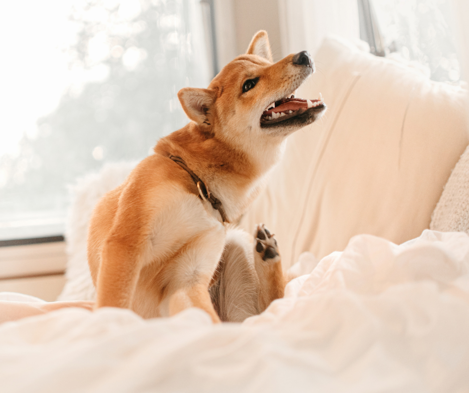 Dog with skin allergies scratching himself in bed