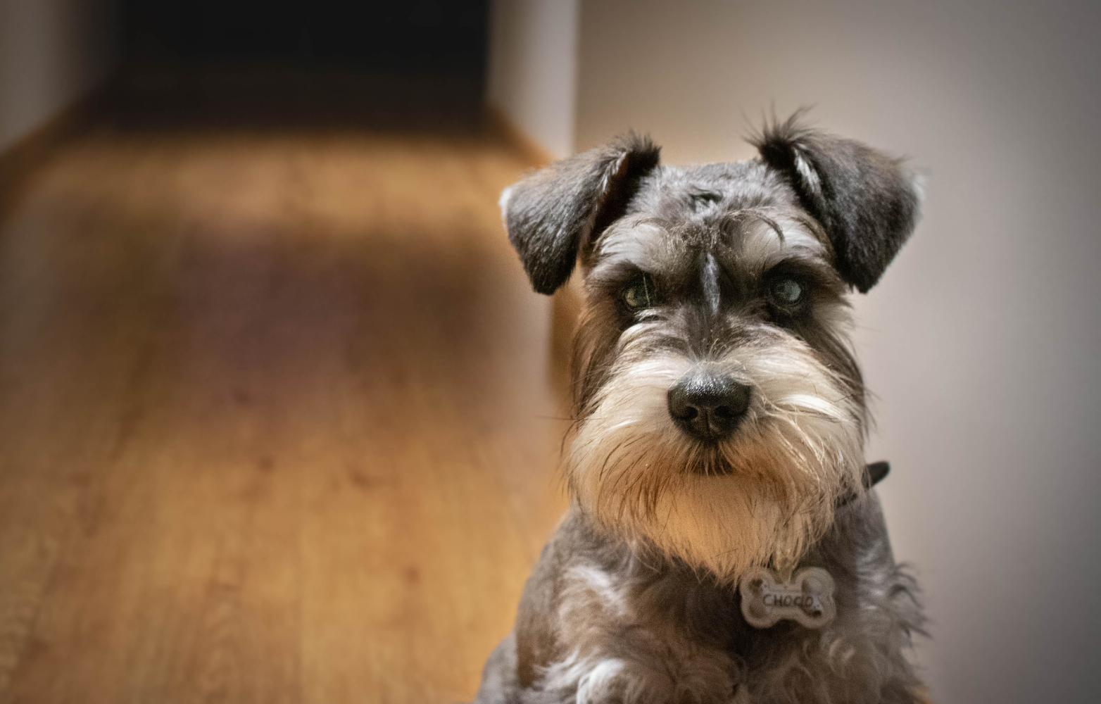 How to discipline a dog.