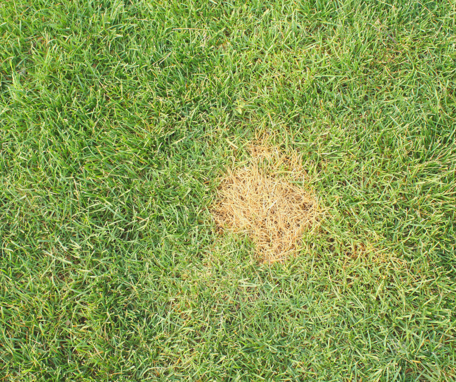 Patch of dead grass from dog pee