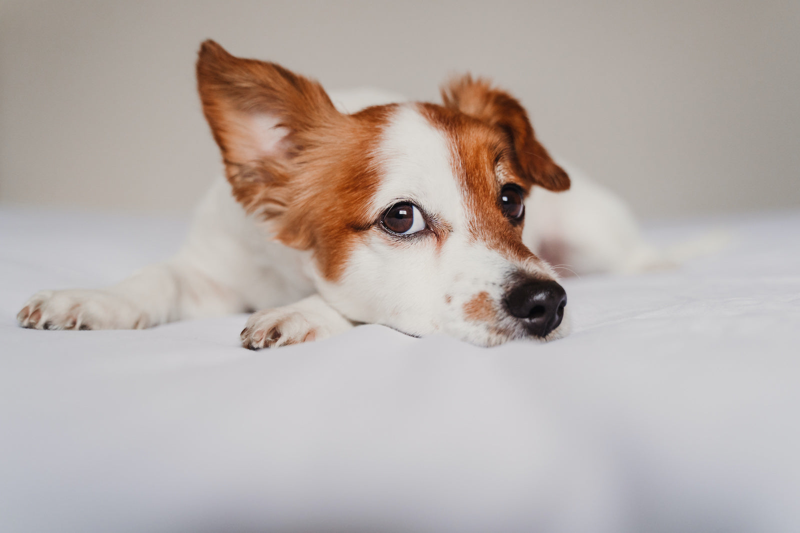 Dog ringworm: a small dog lies on a bed