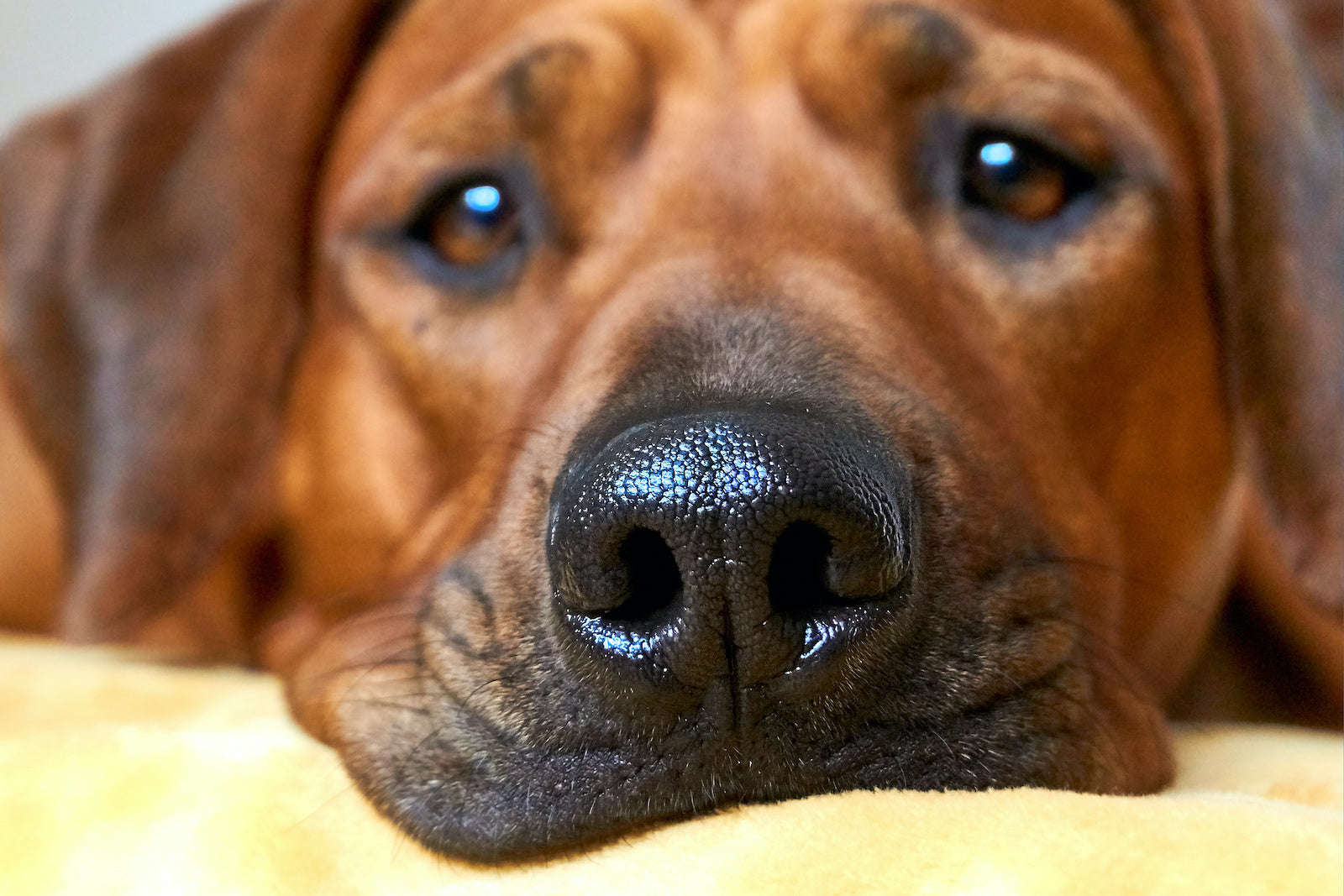 Dog runny nose: close up on the nose of a Rhodesian Ridgeback