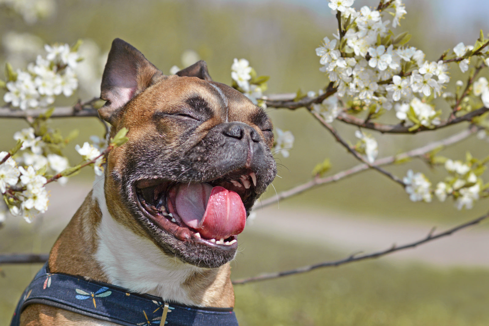 Dog skin allergies: Happy French Bulldog with flowers behind him
