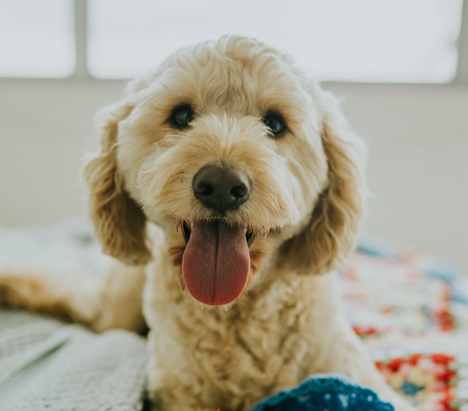 Picture of Prebiotics for Dogs: What are They and What Do They Do? – Pet Honesty