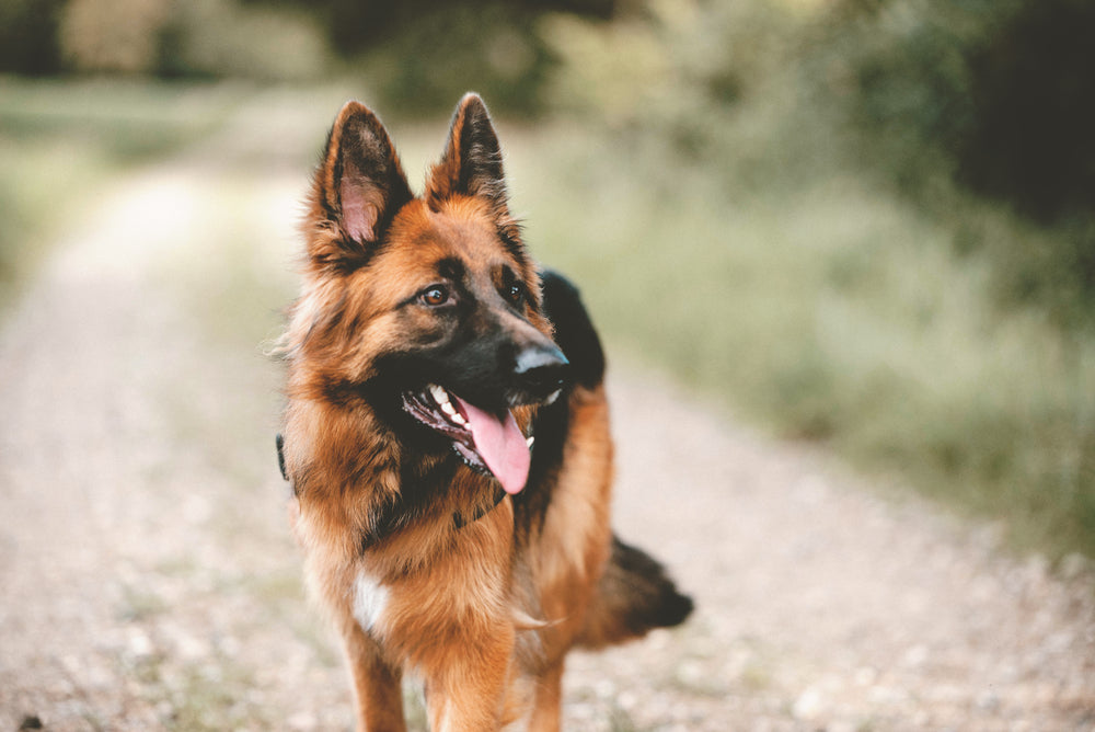 Hip Problems in German Shepherds: Everything You Need to Know