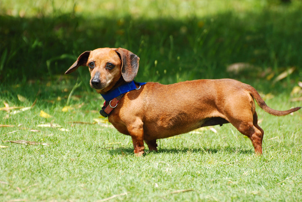 How Much Hemp Oil Should I Give My Dog?