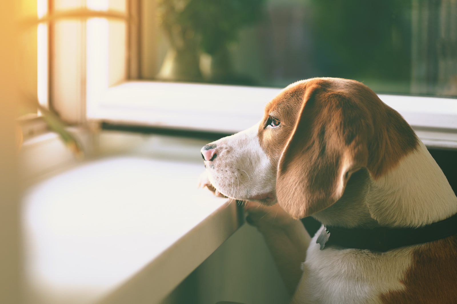 How to calm an anxious dog: A dog looks out a window