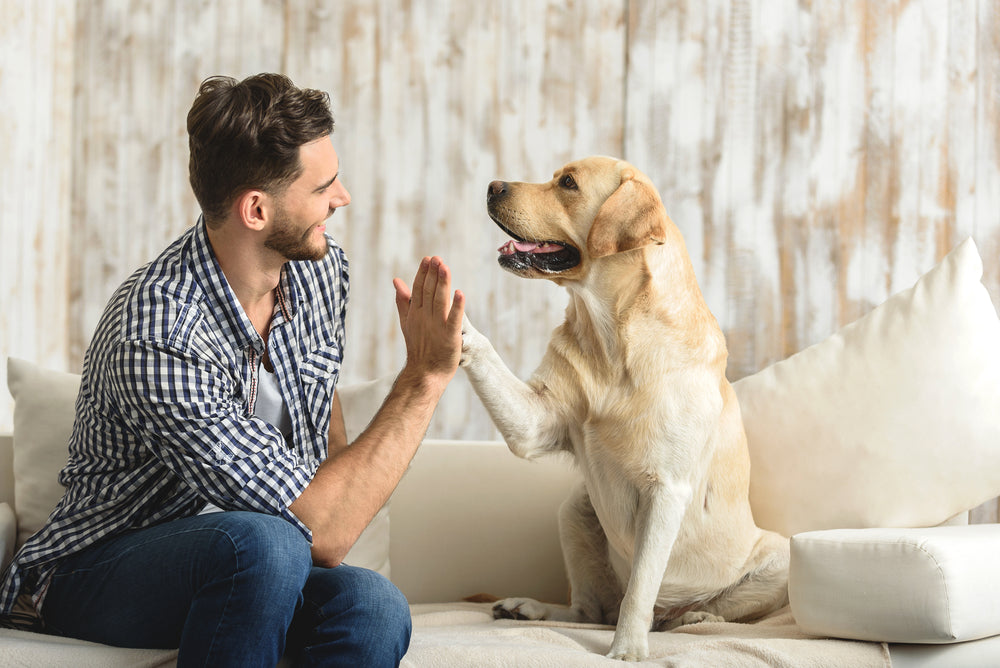 How to Support Your Dog’s Immune System: A Helpful Guide