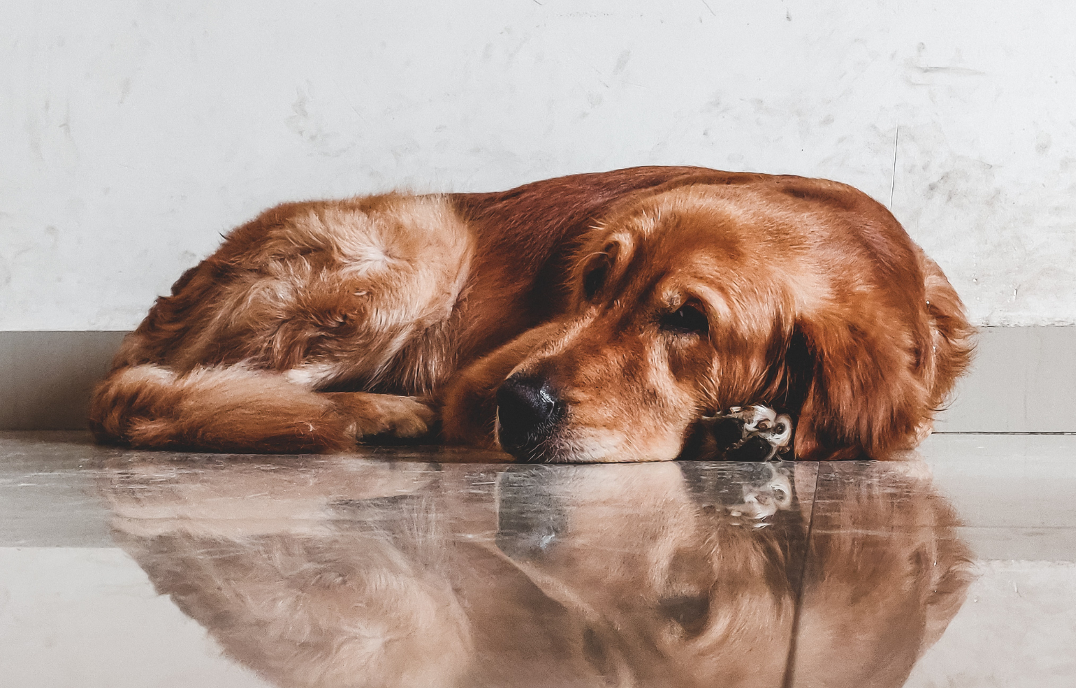 Common dog illnesses.