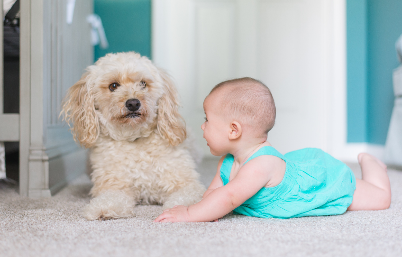 Best dog breeds with kids.