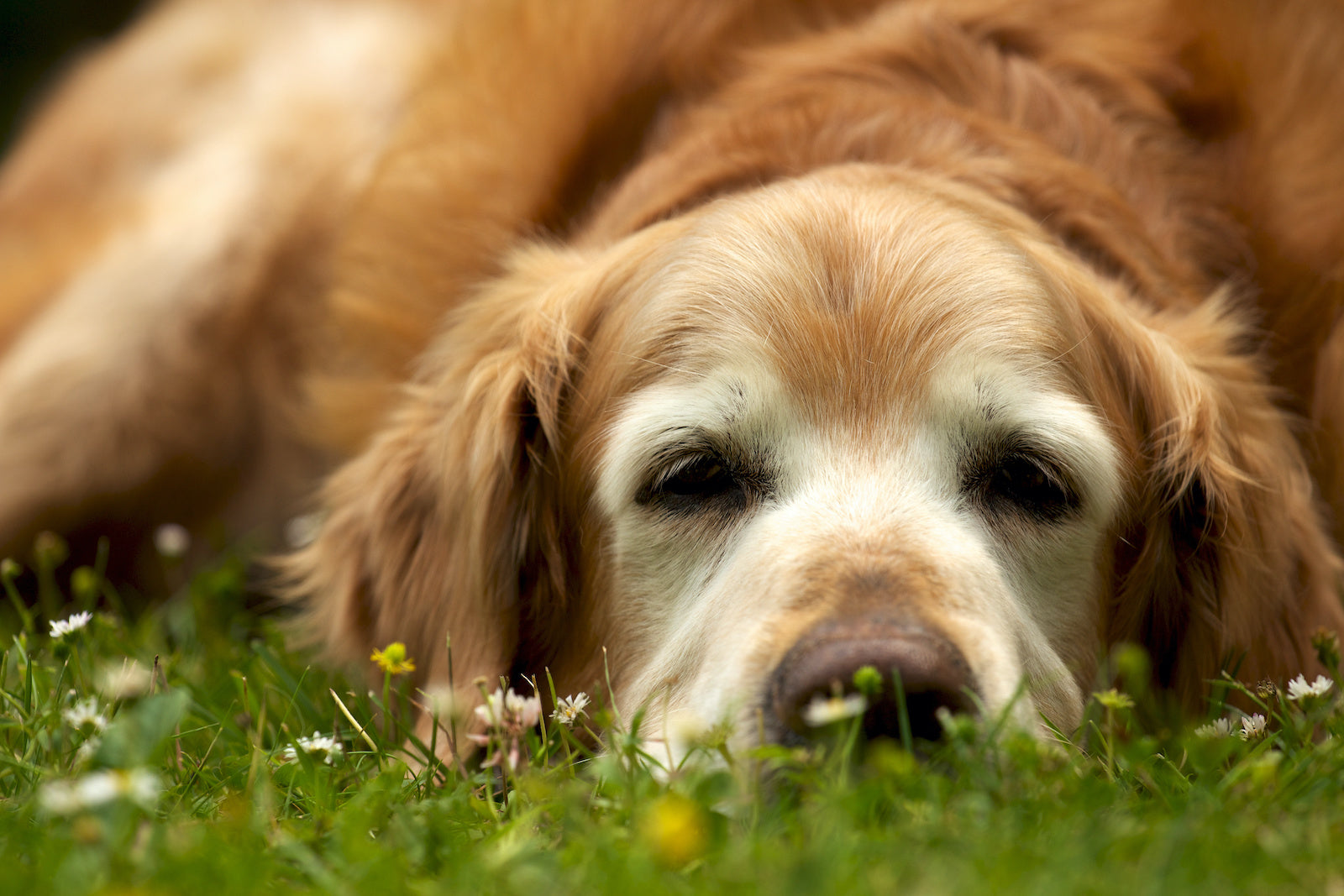 Natural anti-inflammatory for dogs: An older golden retriever lies in the grass