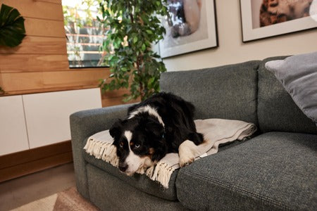 Sudden Lethargy in Dogs: Should You Be Concerned?