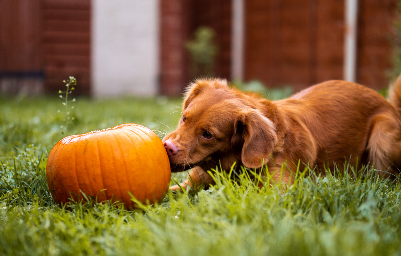 Can dogs eat pumpkin?