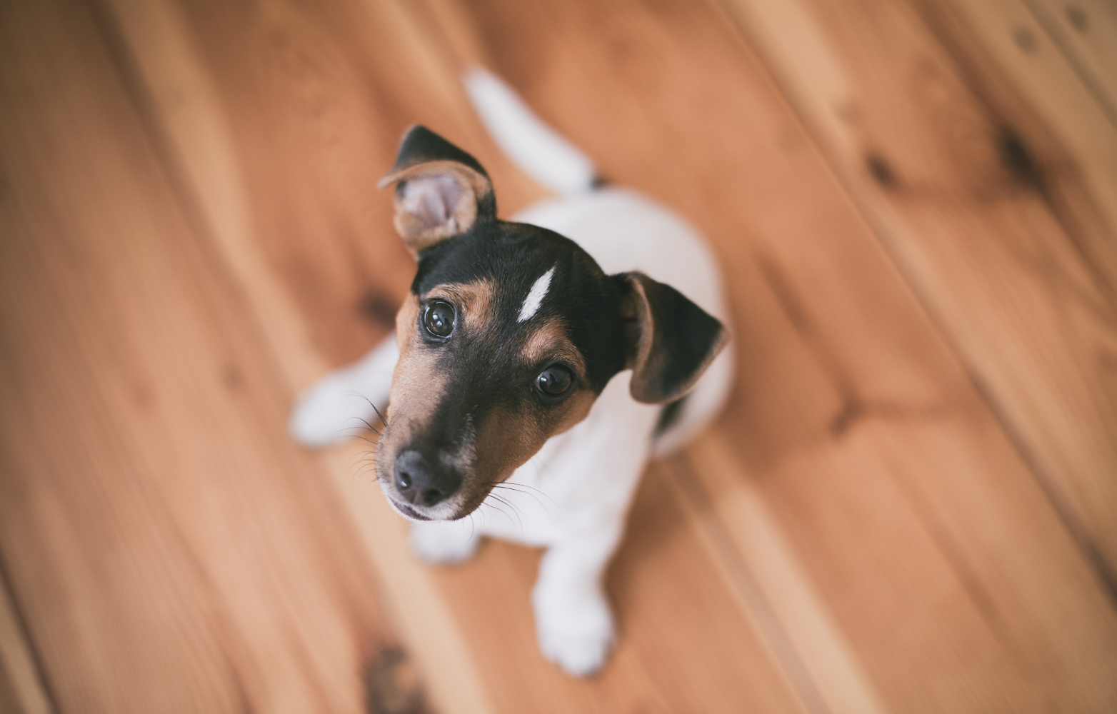 Why is my dog scooting?