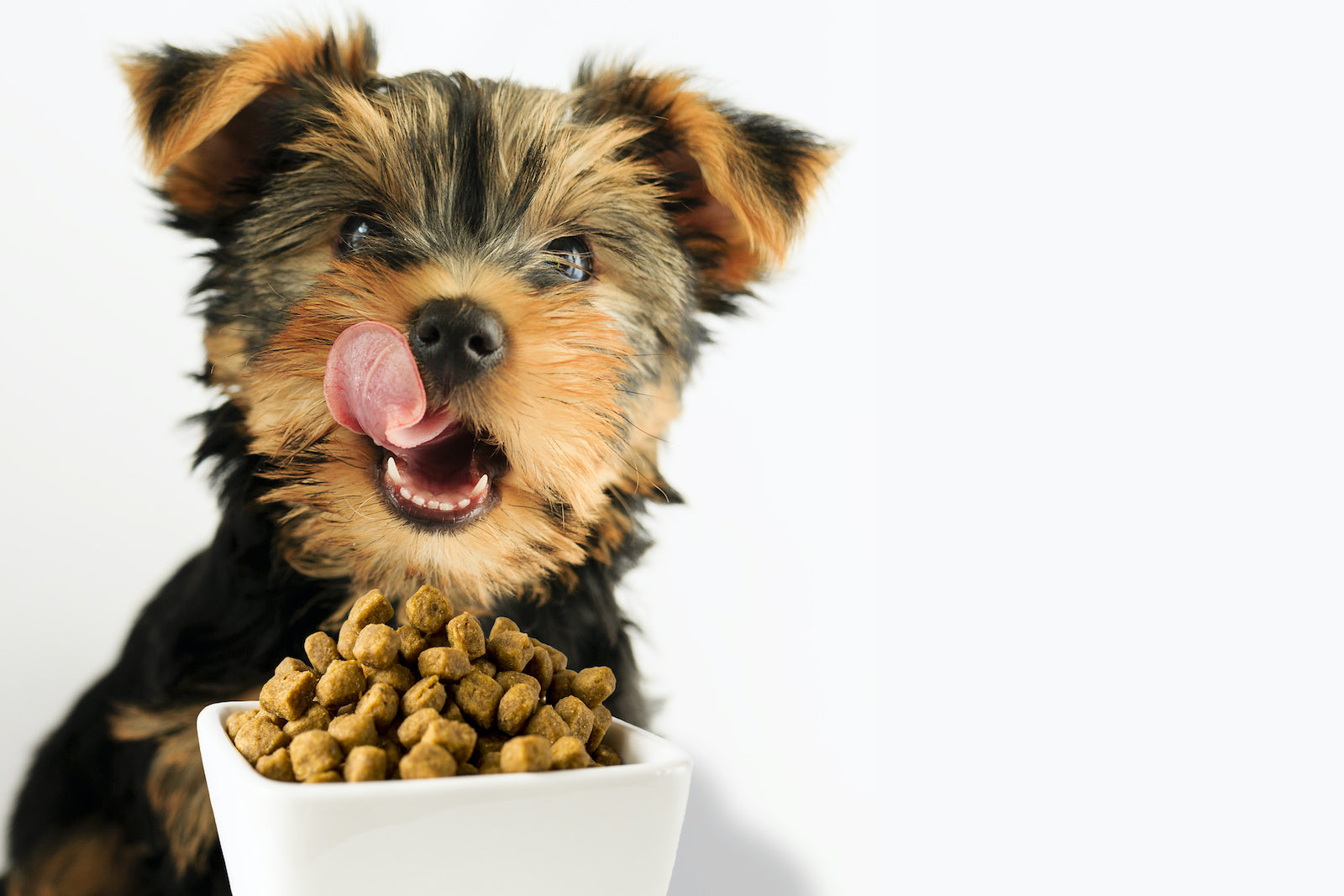 A Yorkie licks his lips in front of a bowl of sensitive stomach dog food