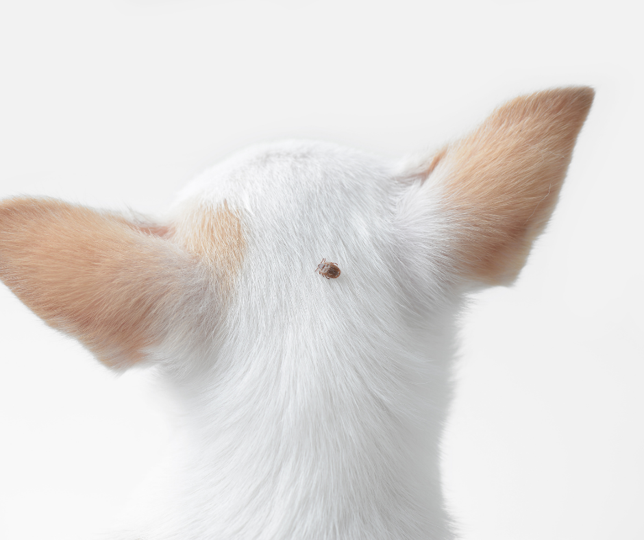 Dog with a tick bite
