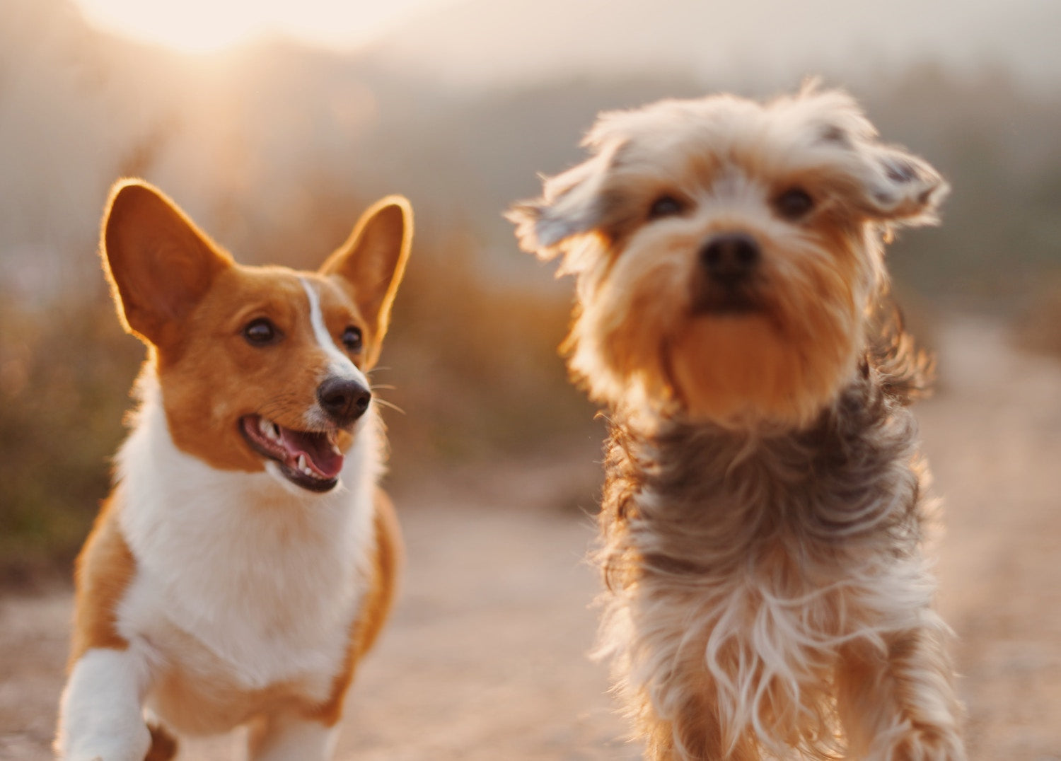 Your 2019 Comprehensive Guide to Hip and Joint Discomfort for Dogs