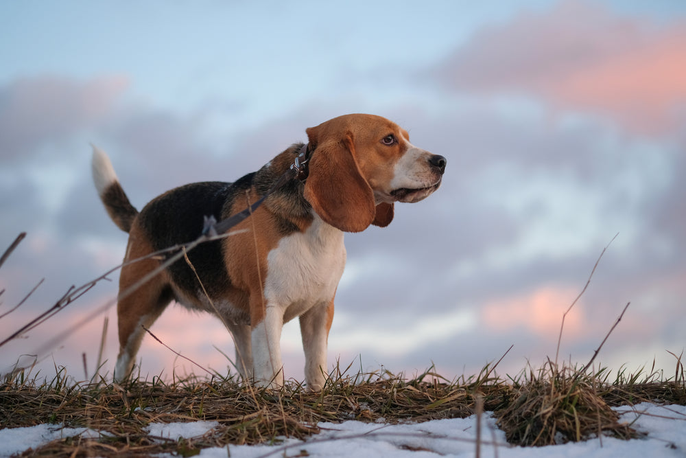 What are Hip Problems in Dogs?