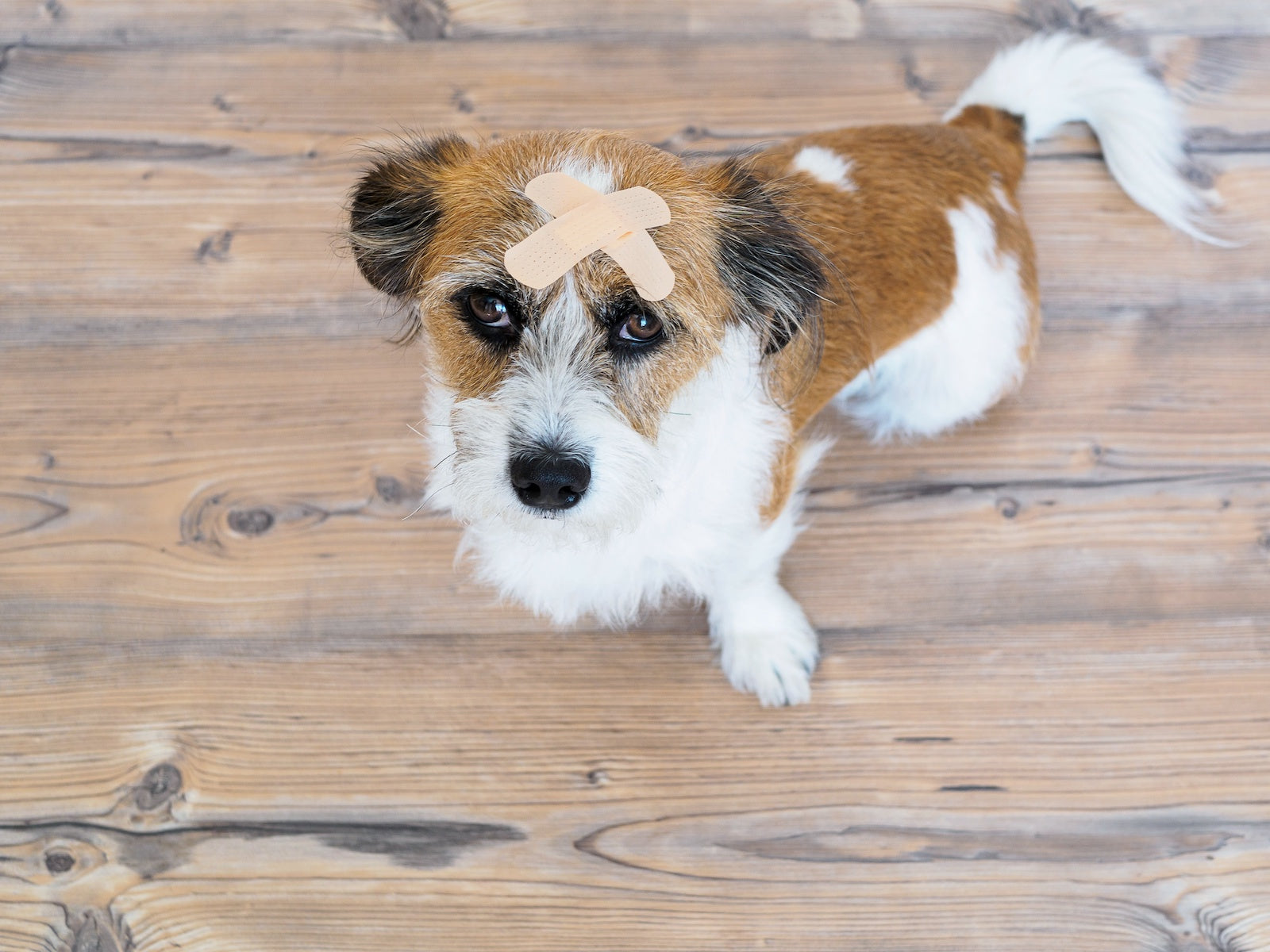 Xanax for dogs: A small dog with a bandaid on its head
