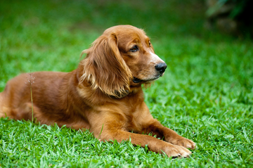 Support For Joint Discomfort in Dogs: A Helpful Guide