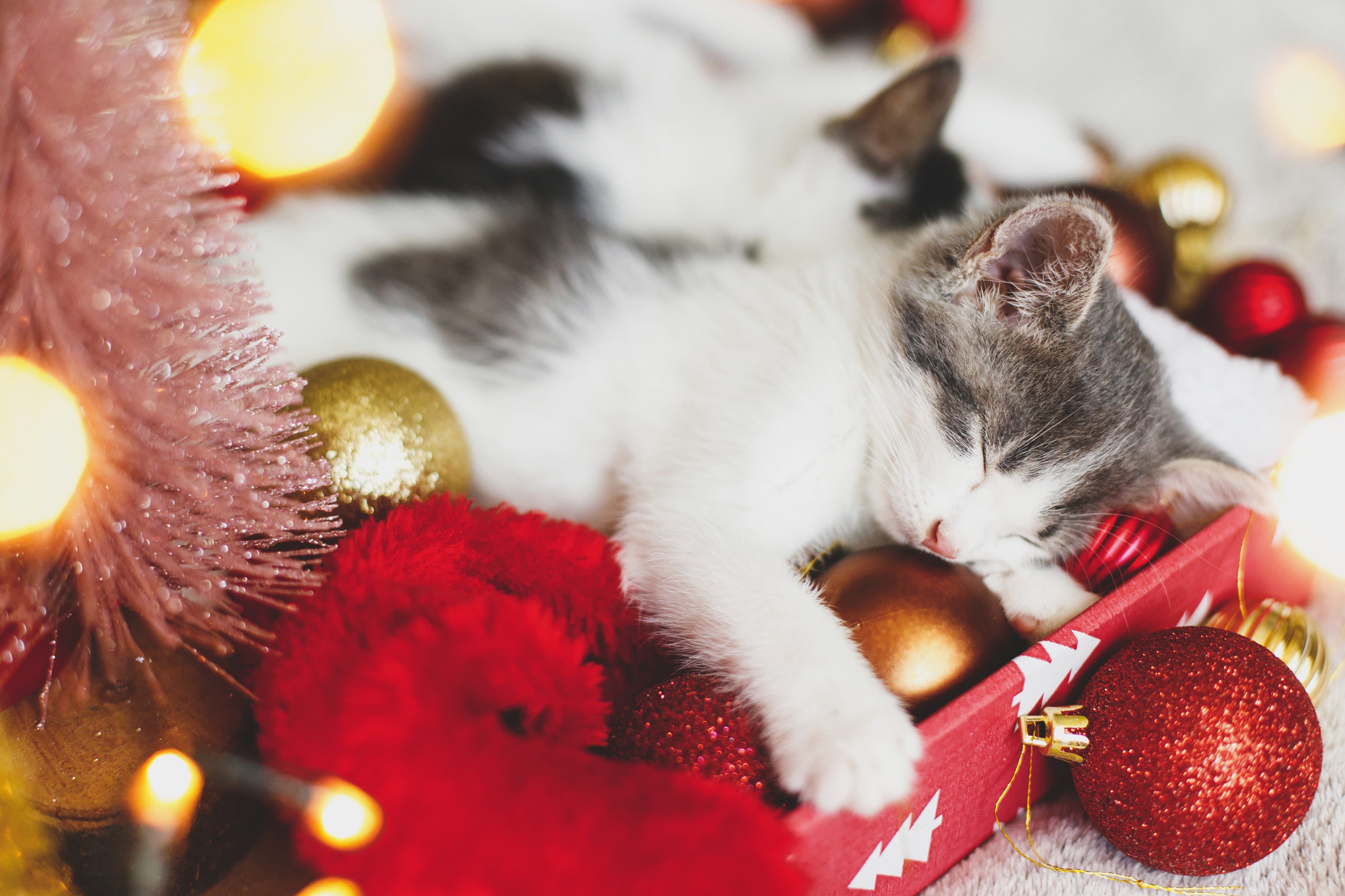 Holiday Gift Guide for Cat Lovers: Best 17 Cat Gifts