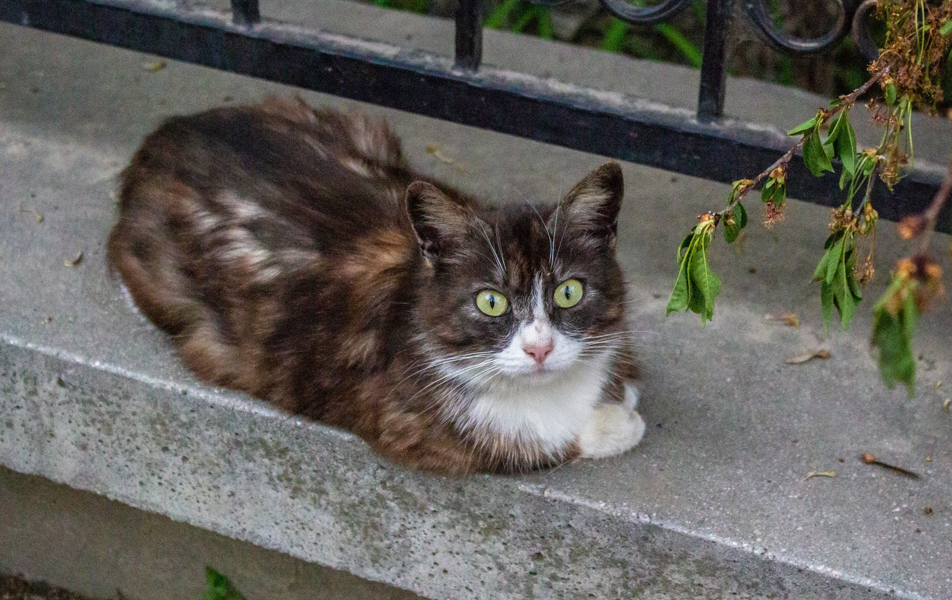 How to Boost Your Cat’s Immune System