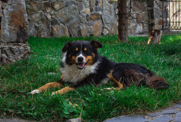 Creating and Maintaining a Dog-Friendly Yard