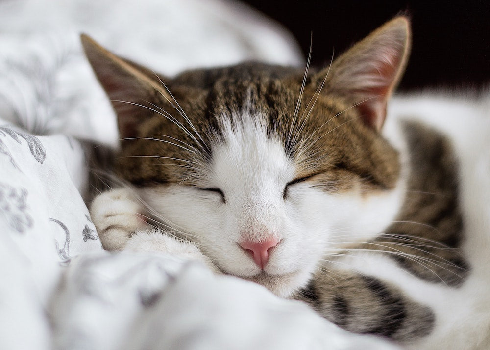 Advice From Dr. Lindsey: What is Acupuncture?
