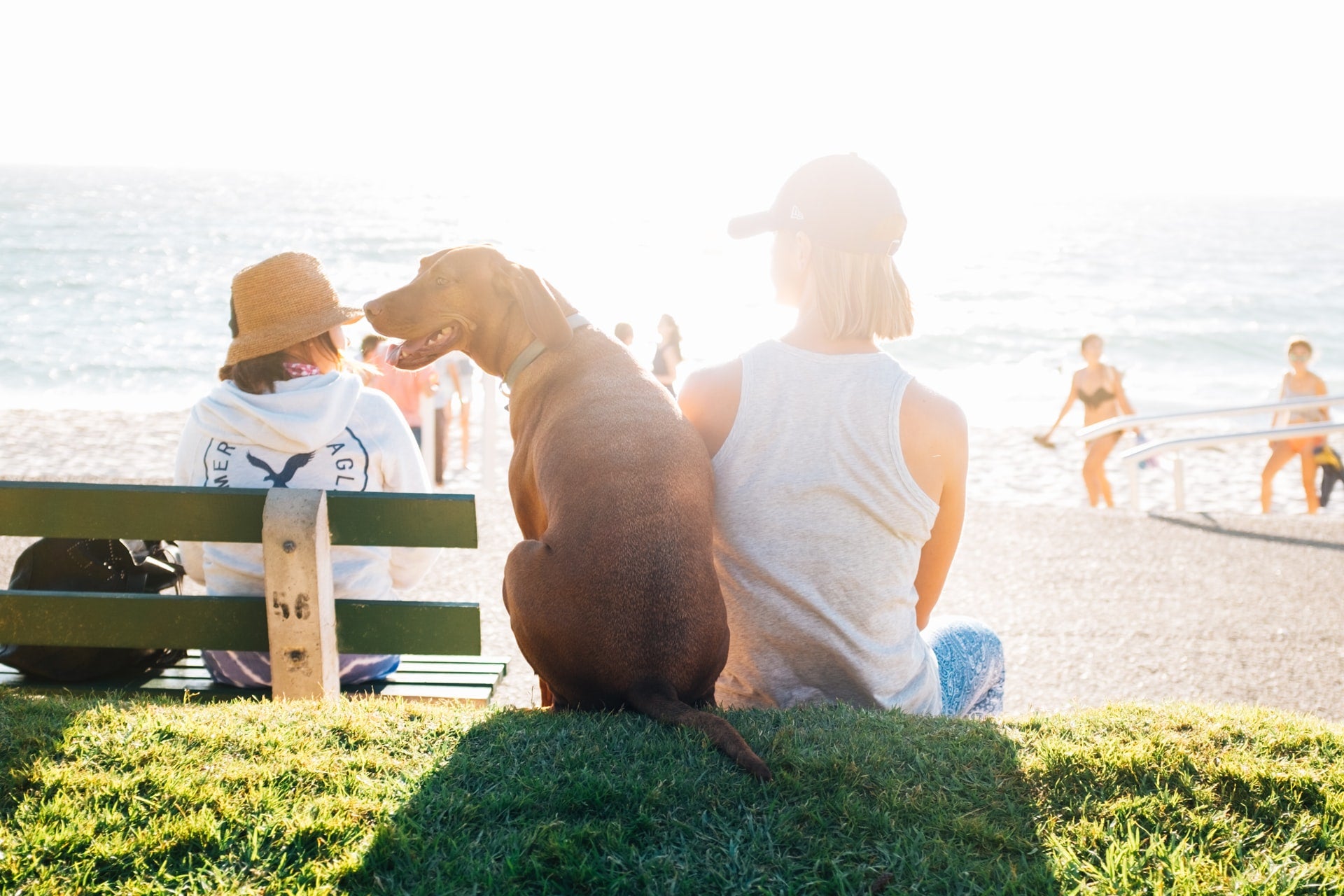 dog and woman sitting near a sunny beach