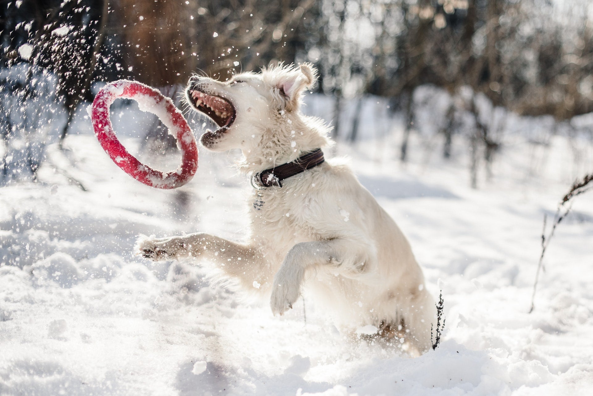 Winter Fun with Your Dog