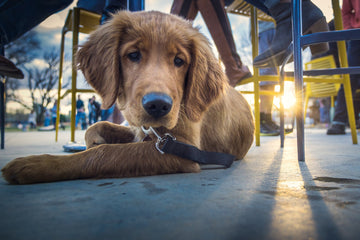 Dog Friendly Restaurants: How to Take Your Pup Out to Eat