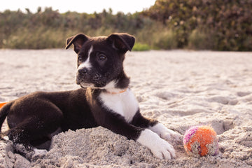 Puppy Joint Safety: How Much Exercise is Too Much?