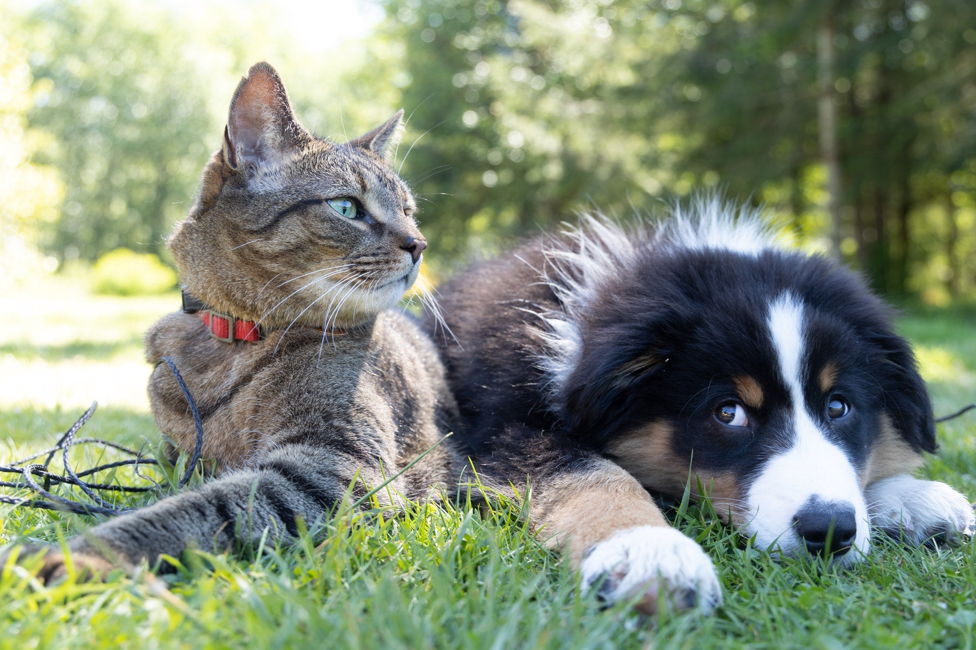 Choosing the Right Supplements for Your Pet