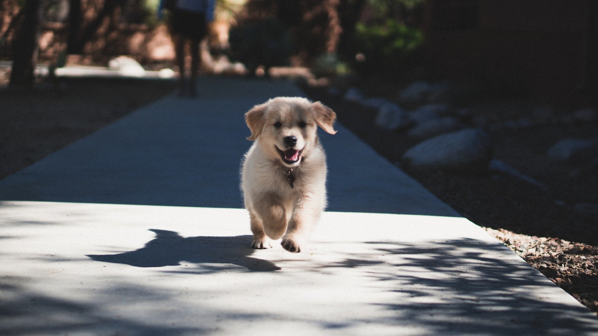 What is Collagen for Dogs?