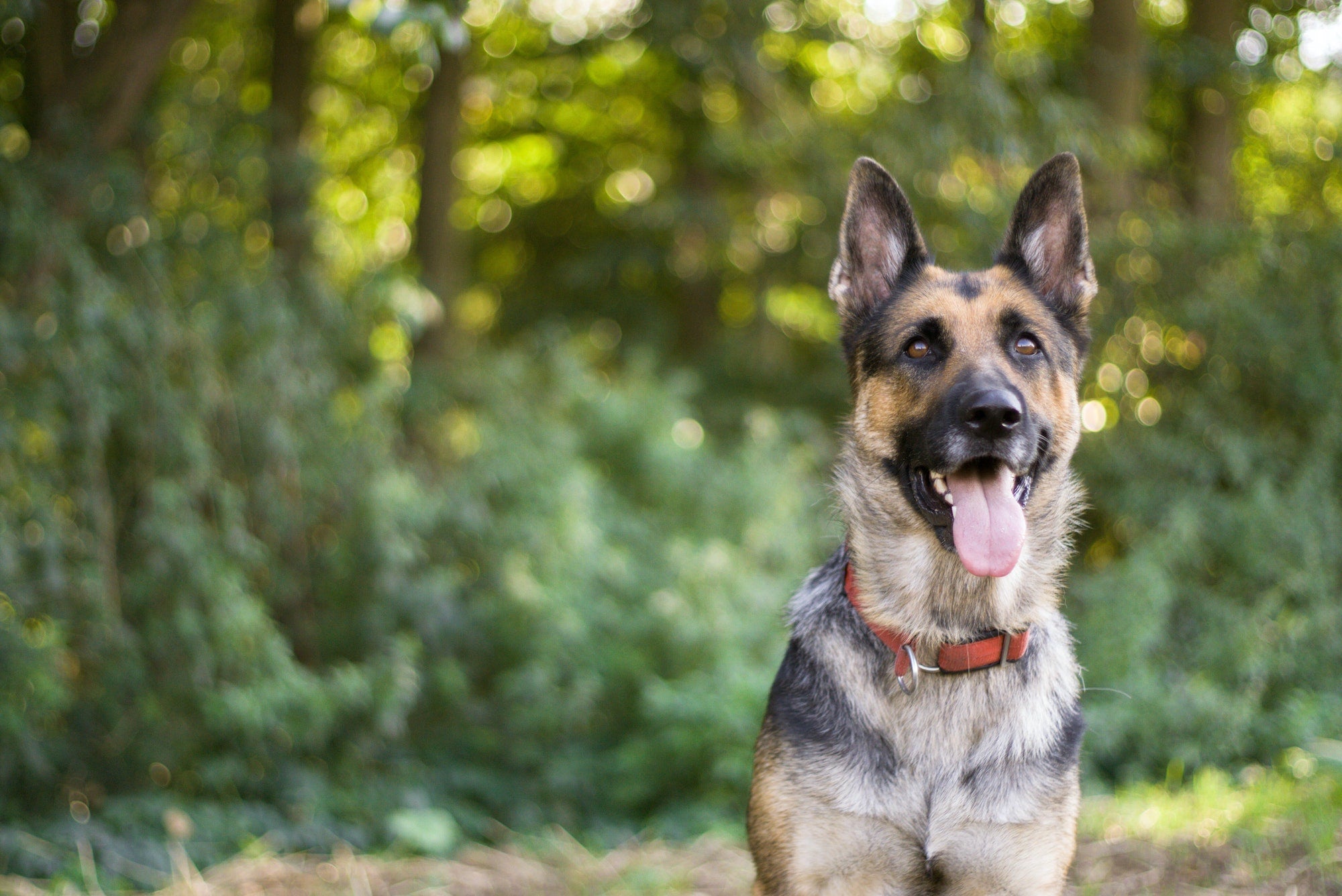 What Are the Easiest Dogs to Train? 10 Breeds Known for Obedience