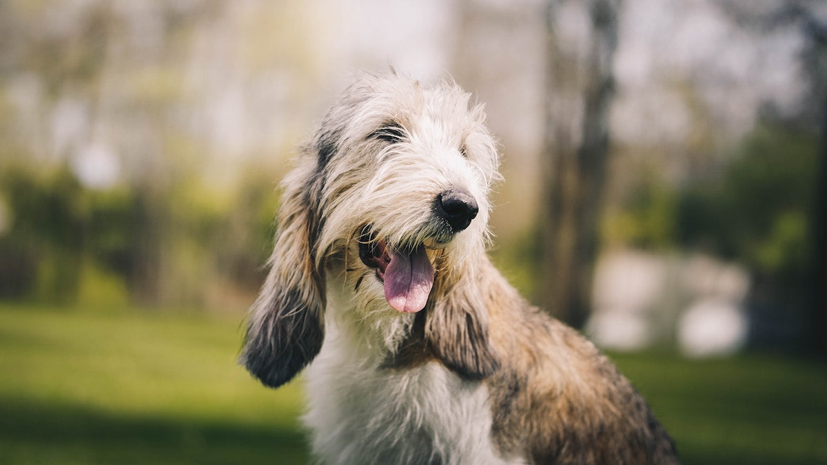 Why You Should Include Antioxidants in Your Pet's Routine – Pet Honesty