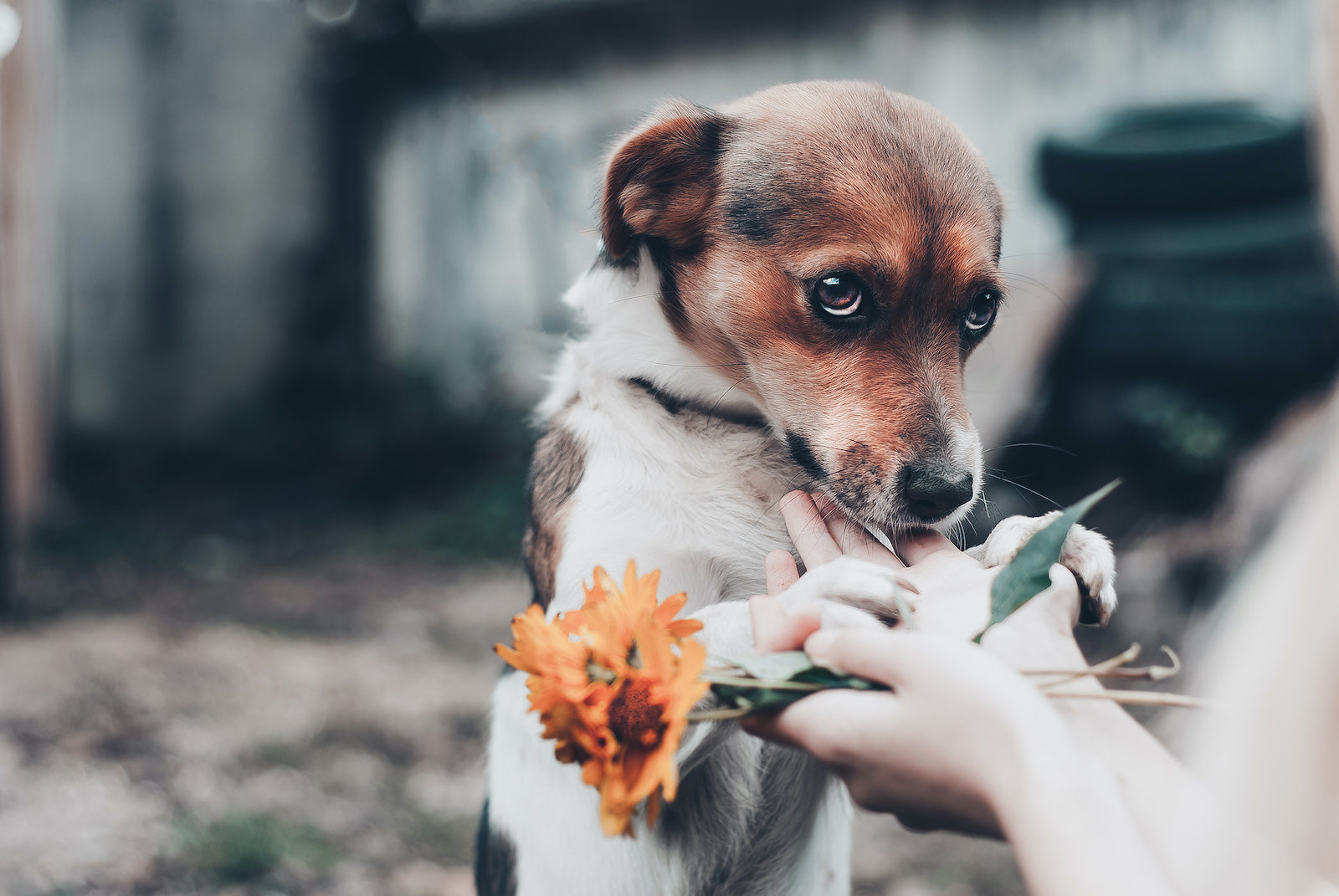 Anxiety in dogs: A dog with his head down gets comforted by a human